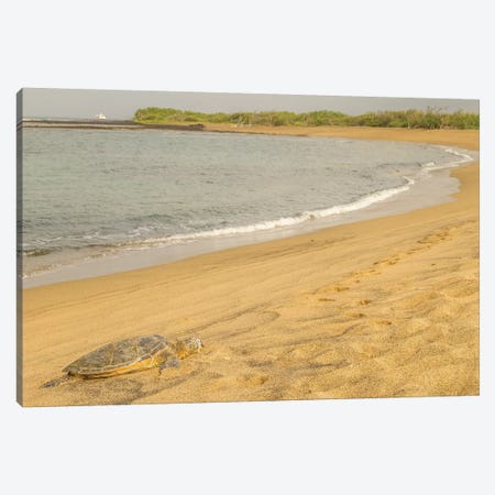 USA, Hawaii, Honokohau Bay. Green sea turtle on shore. Canvas Print #JYG656} by Jaynes Gallery Art Print