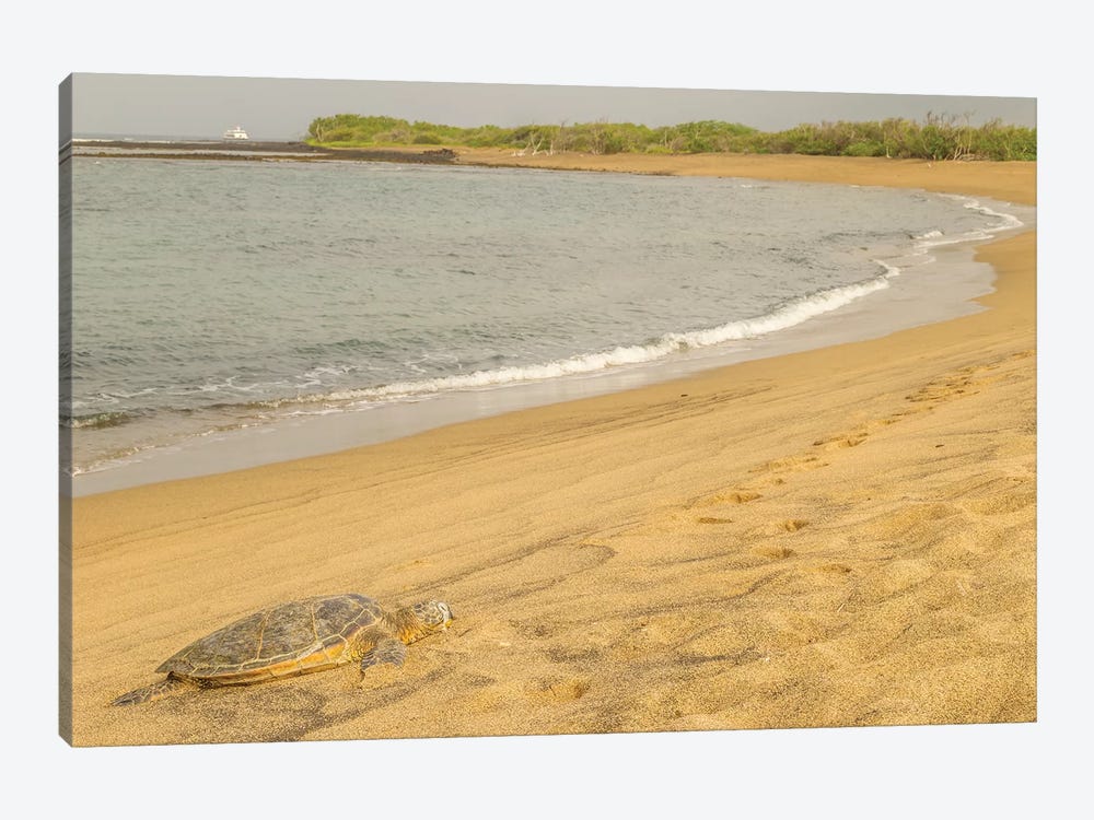USA, Hawaii, Honokohau Bay. Green sea turtle on shore. by Jaynes Gallery 1-piece Art Print