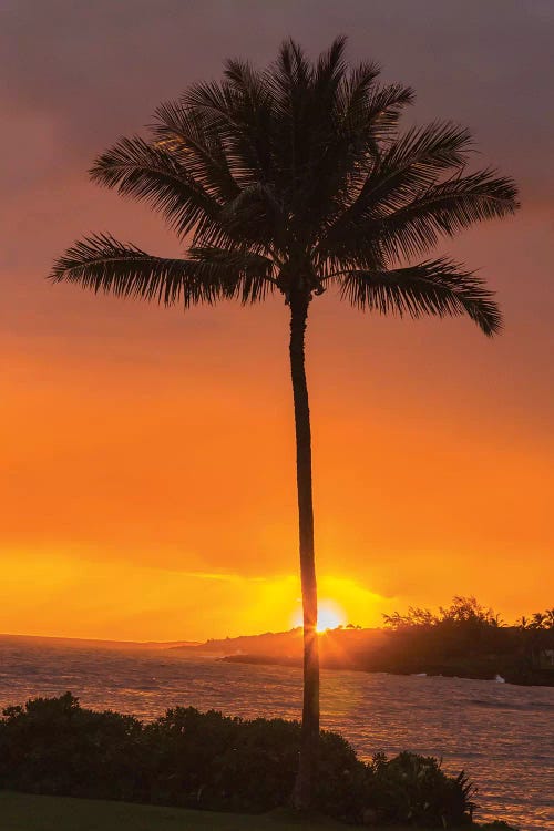 USA, Hawaii, Kauai, Lawai. Palm tree at sunset.