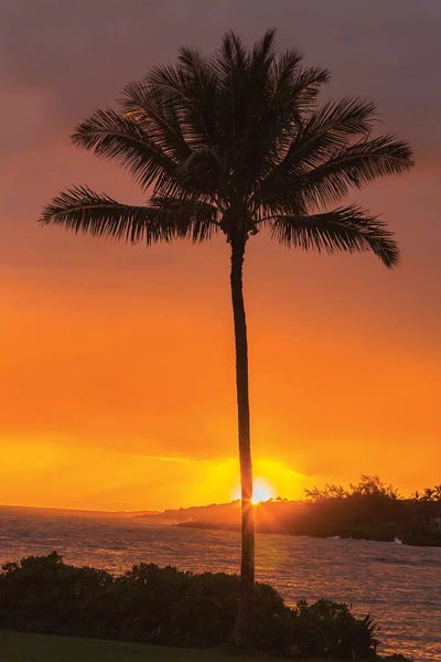 Kauai: USA, Hawaii, Kauai, Lawai. Palm tree at sunset. by Jaynes Gallery