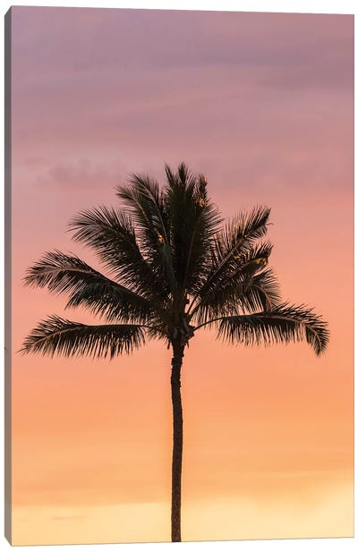 USA, Hawaii, Kauai, Lawai. Palm tree at sunset. Canvas Art Print - Beach Sunrise & Sunset Art