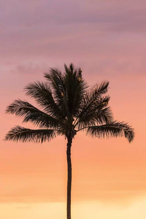 USA, Hawaii, Kauai, Lawai. Palm tree at sunset.