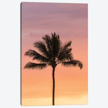 USA, Hawaii, Kauai, Lawai. Palm tree at sunset. Canvas Print #JYG658} by Jaynes Gallery Canvas Wall Art