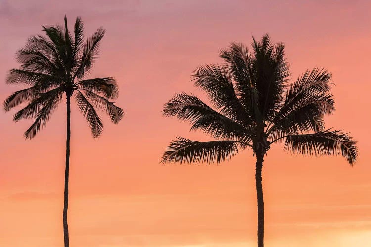 USA, Hawaii, Kauai, Lawai. Palm trees at sunset.