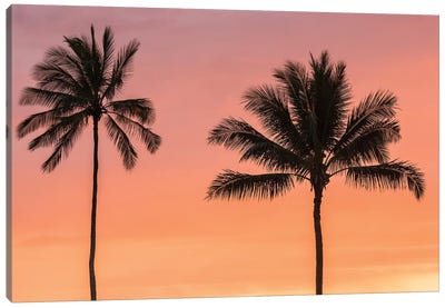 USA, Hawaii, Kauai, Lawai. Palm trees at sunset. Canvas Art Print - Kauai