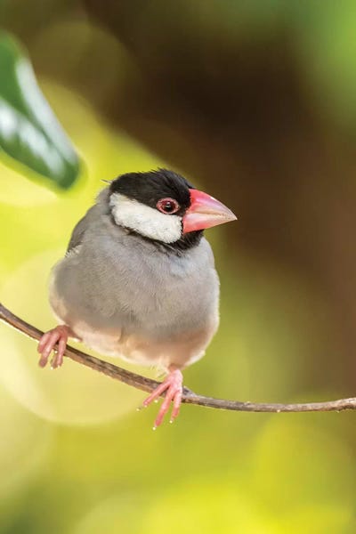 The Big Island (Island Of Hawai'i): USA, Hawaii, Kona. Java sparrow close-up. by Jaynes Gallery