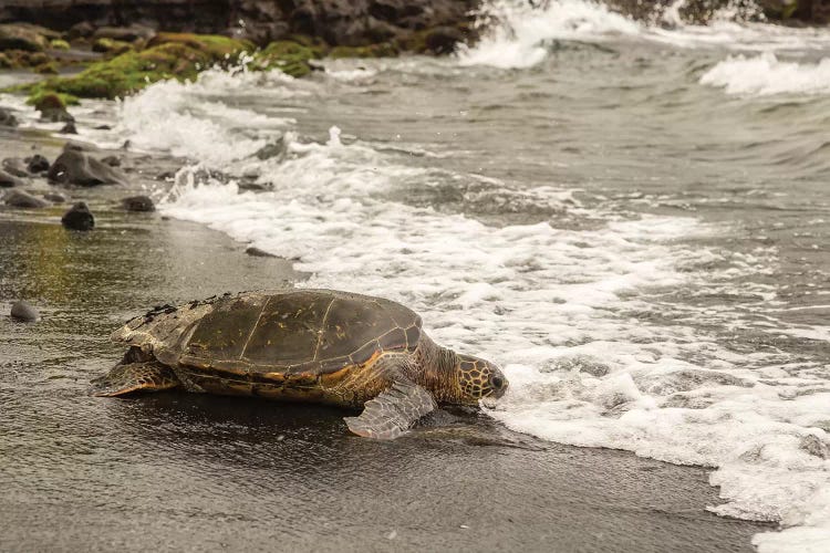 USA, Hawaii, Punalu'u Black Sand Beach. Green sea turtle entering surf.