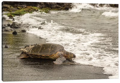 USA, Hawaii, Punalu'u Black Sand Beach. Green sea turtle entering surf. Canvas Art Print - The Big Island (Island of Hawai'i)