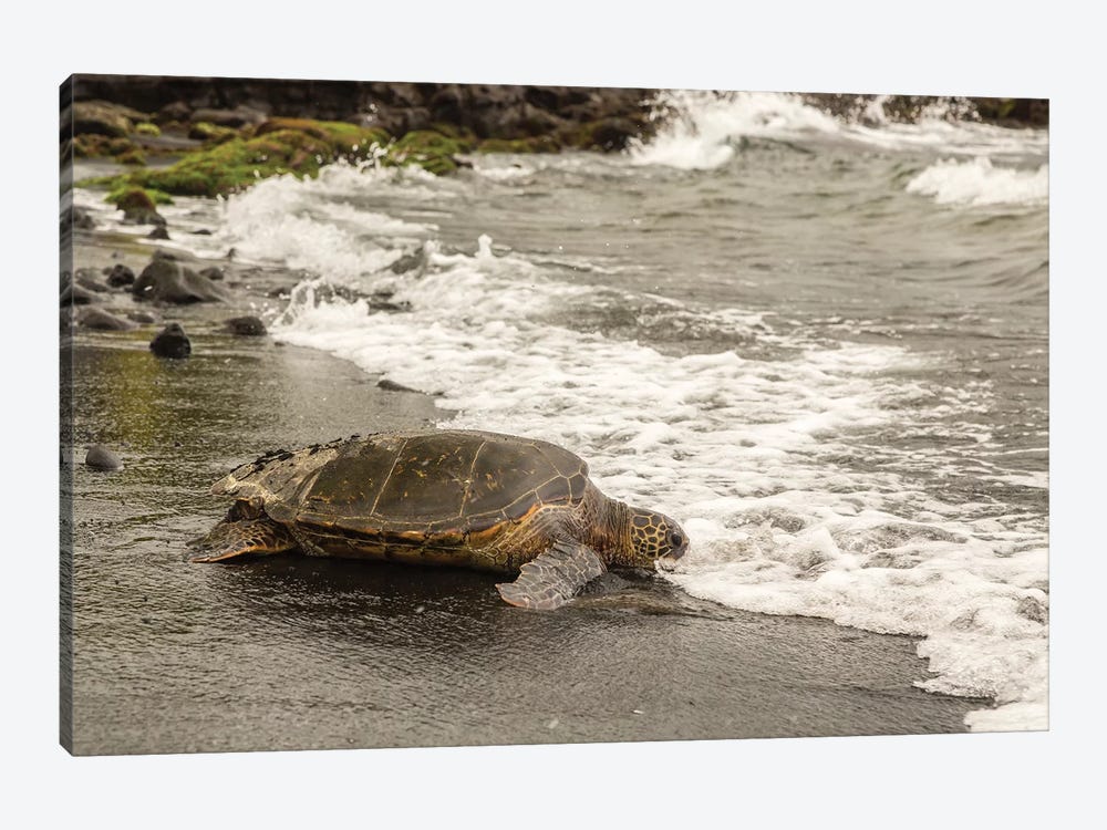 USA, Hawaii, Punalu'u Black Sand Beach. Green sea turtle entering surf. by Jaynes Gallery 1-piece Canvas Art Print