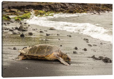 USA, Hawaii, Punalu'u Black Sand Beach. Green sea turtle entering surf. Canvas Art Print - Hawaii Art