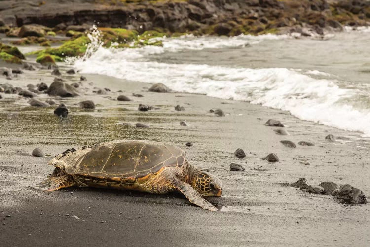 USA, Hawaii, Punalu'u Black Sand Beach. Green sea turtle entering surf.