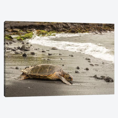 USA, Hawaii, Punalu'u Black Sand Beach. Green sea turtle entering surf. Canvas Print #JYG666} by Jaynes Gallery Canvas Artwork