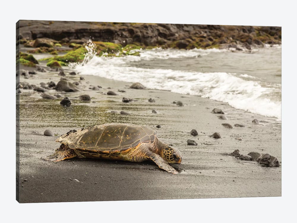 USA, Hawaii, Punalu'u Black Sand Beach. Green sea turtle entering surf. by Jaynes Gallery 1-piece Canvas Artwork