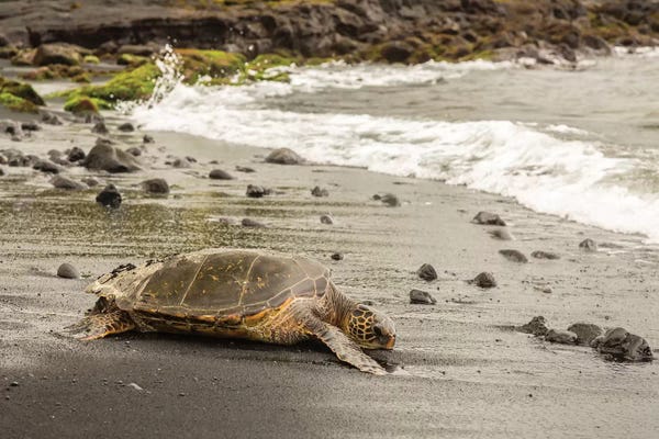 The Big Island (Island Of Hawai'i): USA, Hawaii, Punalu'u Black Sand Beach. Green sea turtle entering surf. by Jaynes Gallery