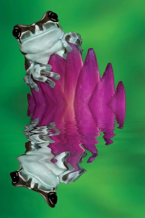 South America, Panama. Amazon milk frog reflects in water.