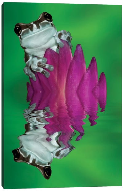 South America, Panama. Amazon milk frog reflects in water. Canvas Art Print - Panama