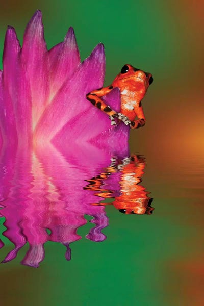 South America, Panama. Strawberry poison dart frog reflects on water. by Jaynes Gallery acrylic art print