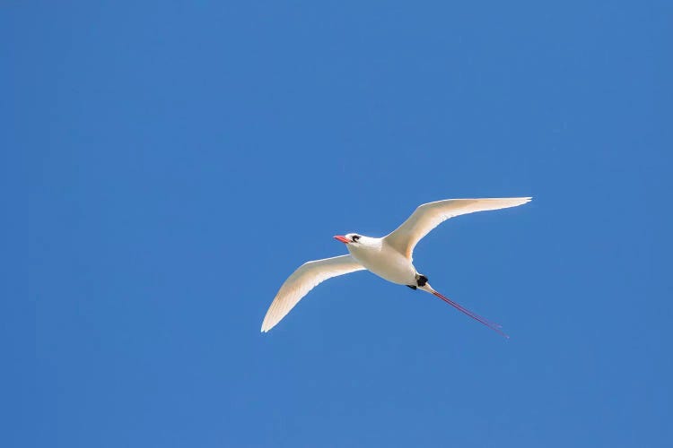 USA, Kauai, Kilauea Point National Wildlife Refuge. Red-tailed tropicbird in flight.