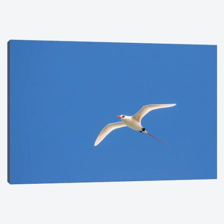 USA, Kauai, Kilauea Point National Wildlife Refuge. Red-tailed tropicbird in flight. Canvas Print #JYG671} by Jaynes Gallery Canvas Art