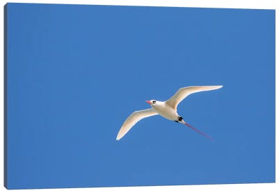 USA, Kauai, Kilauea Point National Wildlife Refuge. Red-tailed tropicbird in flight. Canvas Art Print - Kauai