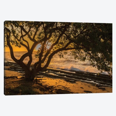 USA, Kauai, Wawalohi Beach Park. Sunset on ocean beach and trees. Canvas Print #JYG672} by Jaynes Gallery Canvas Art