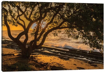 USA, Kauai, Wawalohi Beach Park. Sunset on ocean beach and trees. Canvas Art Print - Marsh & Swamp Art