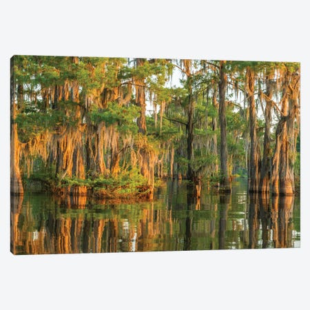 USA, Louisiana, Atchafalaya National Wildlife Refuge. Sunrise on cypress trees and Spanish moss.  Canvas Print #JYG673} by Jaynes Gallery Canvas Art