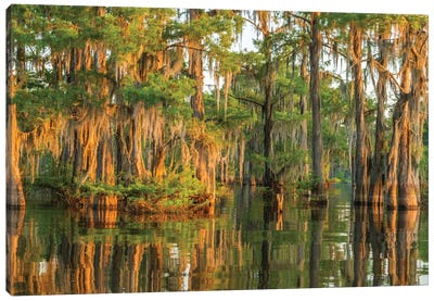 USA, Louisiana, Atchafalaya National Wildlife Refuge. Sunrise on cypress trees and Spanish moss.  Canvas Art Print - Marsh & Swamp Art