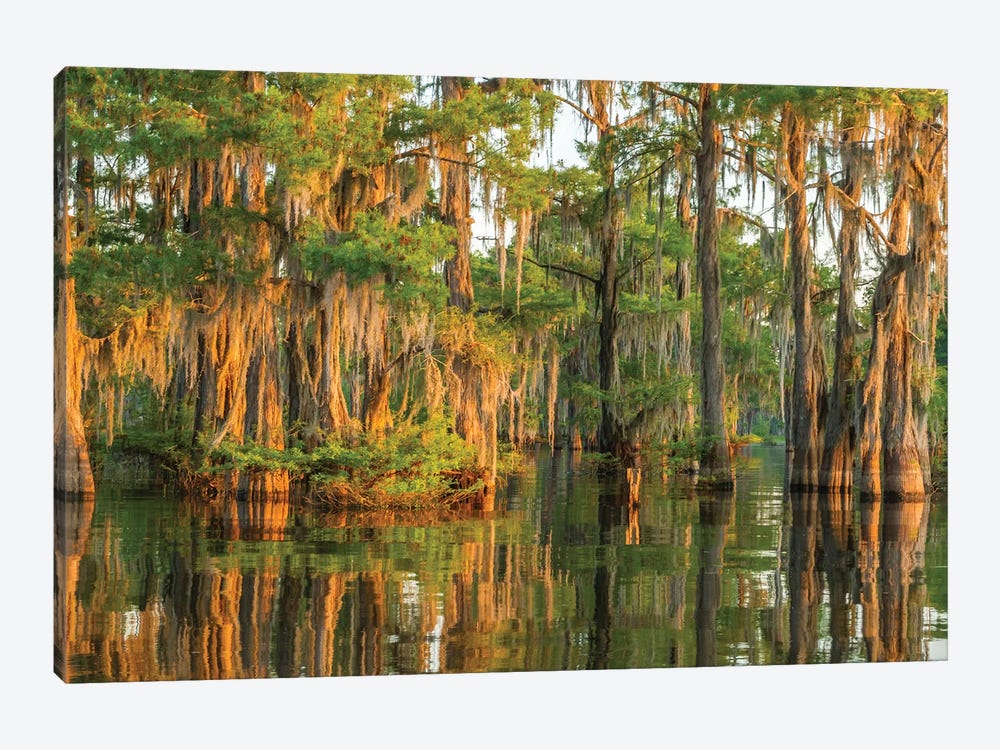 USA, Louisiana, Atchafalaya National Wildlife Refuge. Sunrise on cypress trees and Spanish moss.  by Jaynes Gallery 1-piece Canvas Artwork