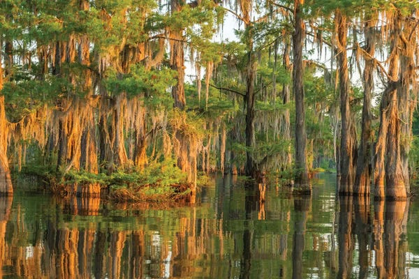 USA, Louisiana, Atchafalaya National Wildlife Refuge. Sunrise on cypress trees and Spanish moss.