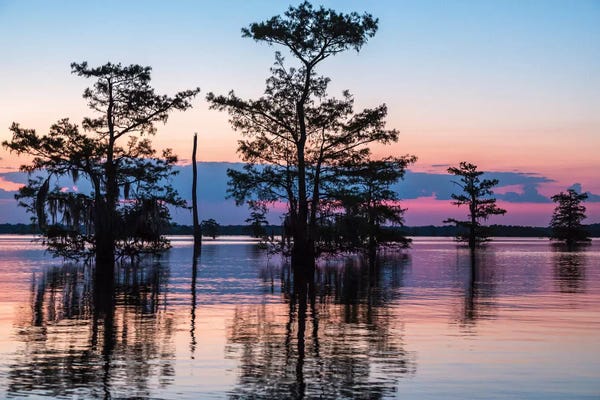 Louisiana: USA, Louisiana, Atchafalaya National Wildlife Refuge. Sunrise on swamp.  by Jaynes Gallery