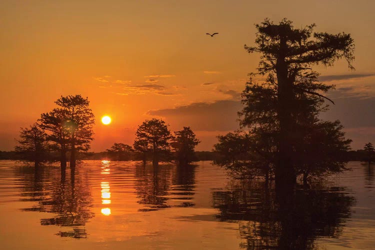 USA, Louisiana, Atchafalaya National Wildlife Refuge. Sunrise on swamp. 