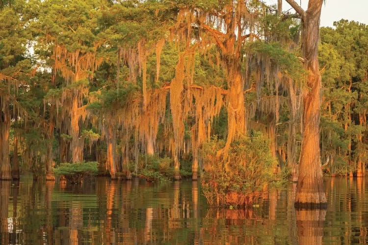 USA, Louisiana, Atchafalaya National Wildlife Refuge. Sunrise on swamp. 