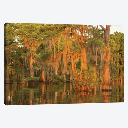 USA, Louisiana, Atchafalaya National Wildlife Refuge. Sunrise on swamp.  Canvas Print #JYG677} by Jaynes Gallery Canvas Print