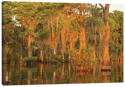USA, Louisiana, Atchafalaya National Wildlife Refuge. Sunrise on swamp.  Canvas Art Print - Moss