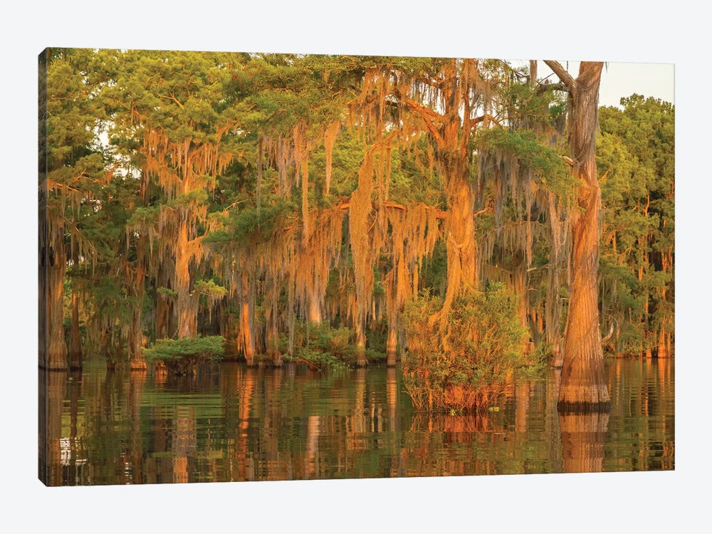 USA, Louisiana, Atchafalaya National Wildlife Refuge. Sunrise on swamp.  by Jaynes Gallery 1-piece Canvas Wall Art