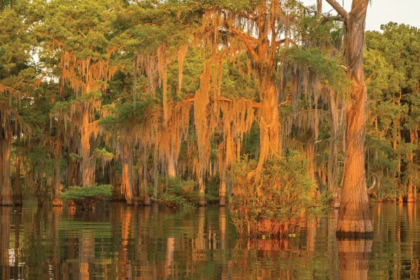 Louisiana: USA, Louisiana, Atchafalaya National Wildlife Refuge. Sunrise on swamp.  by Jaynes Gallery