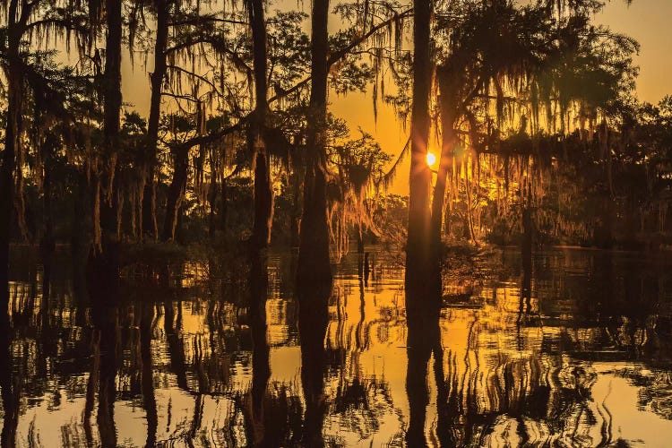 USA, Louisiana, Atchafalaya National Wildlife Refuge. Sunrise on swamp. 