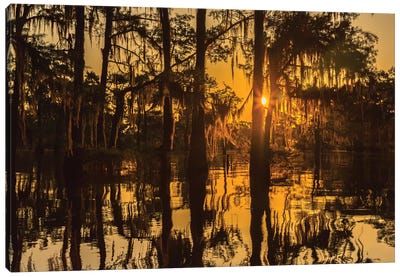 USA, Louisiana, Atchafalaya National Wildlife Refuge. Sunrise on swamp.  Canvas Art Print - Marsh & Swamp Art