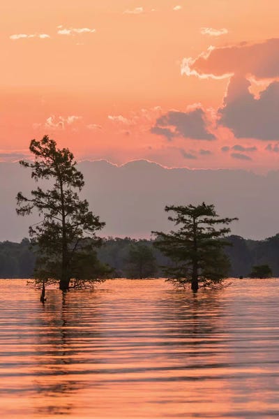 USA, Louisiana, Atchafalaya National Wildlife Refuge. Sunrise on swamp.  by Jaynes Gallery metal wall art