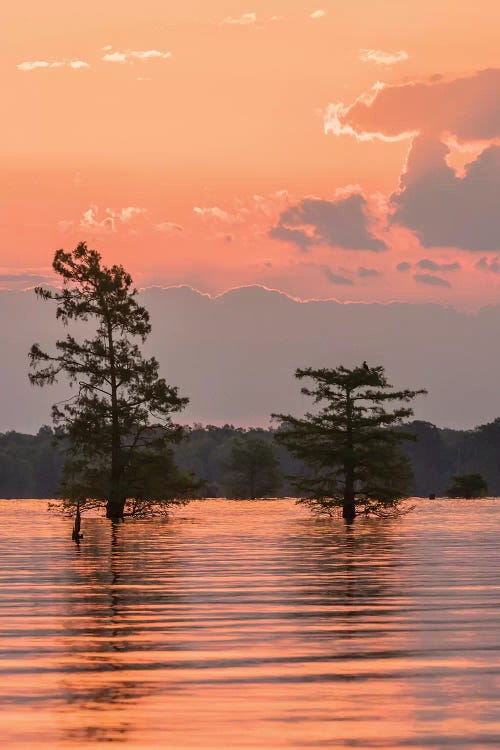 USA, Louisiana, Atchafalaya National Wildlife Refuge. Sunrise on swamp. 