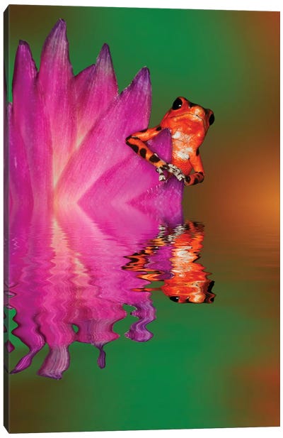 South America, Panama. Strawberry poison dart frog reflects on water. Canvas Art Print - Panama