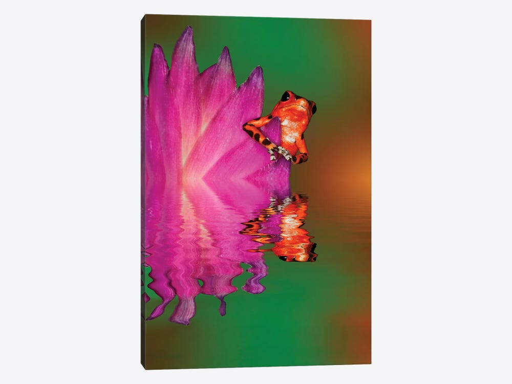 South America, Panama. Strawberry poison dart frog reflects on water. by Jaynes Gallery 1-piece Canvas Art