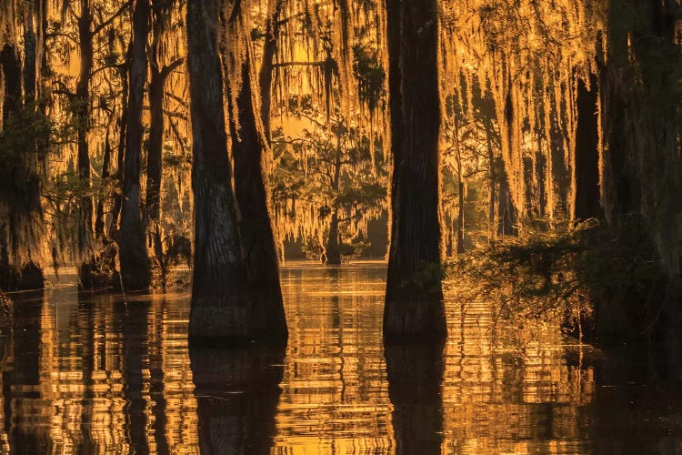 USA, Louisiana, Atchafalaya National Wildlife Refuge. Sunrise on swamp. 