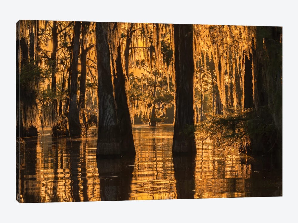 USA, Louisiana, Atchafalaya National Wildlife Refuge. Sunrise on swamp.  by Jaynes Gallery 1-piece Canvas Art