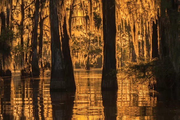 Louisiana: USA, Louisiana, Atchafalaya National Wildlife Refuge. Sunrise on swamp.  by Jaynes Gallery