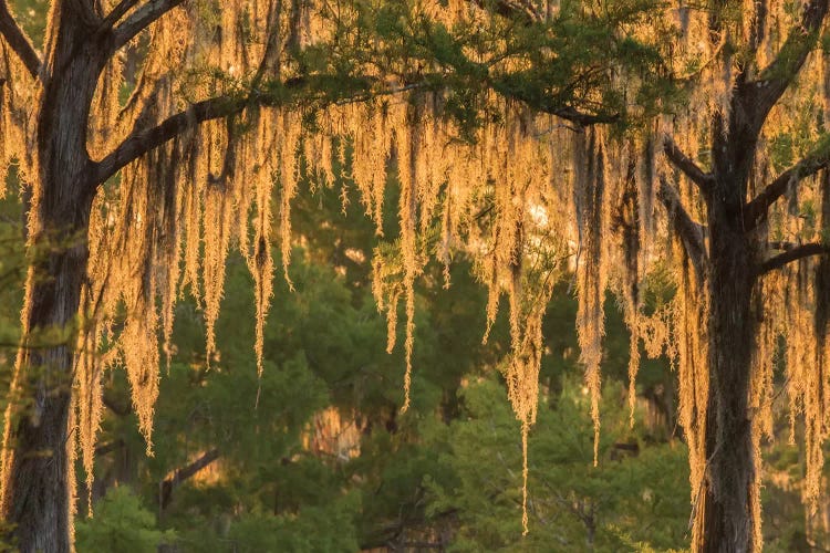 USA, Louisiana, Atchafalaya National Wildlife Refuge. Sunrise on swamp. 