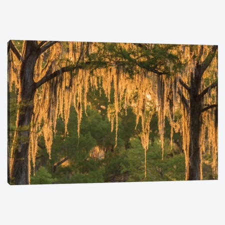 USA, Louisiana, Atchafalaya National Wildlife Refuge. Sunrise on swamp.  Canvas Print #JYG681} by Jaynes Gallery Art Print
