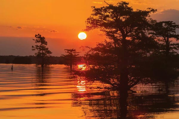 USA Louisiana Atchafalaya National Wildlife Refuge Sunrise On Swamp Ver. IX