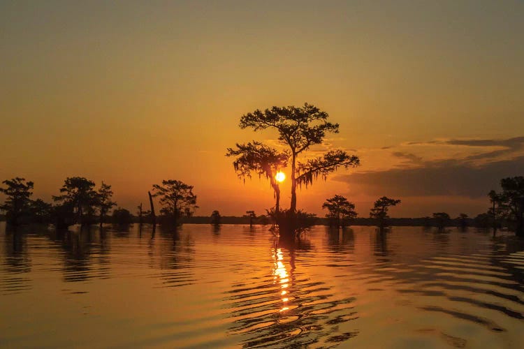 USA, Louisiana, Atchafalaya National Wildlife Refuge. Sunrise on swamp. 